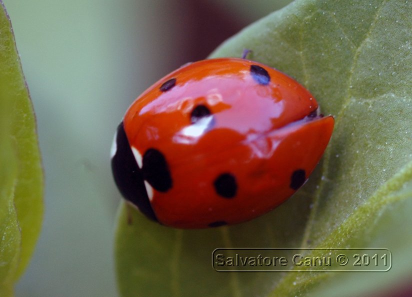 Coccinella septempunctata